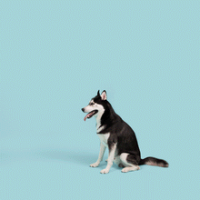 Load image into Gallery viewer, Jolly Tuff Flyer