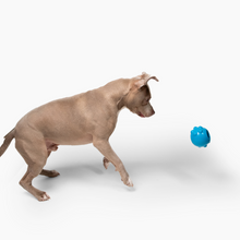 Load image into Gallery viewer, Jolly Dipper™
