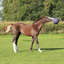 Load image into Gallery viewer, Jolly Ball® 8"
